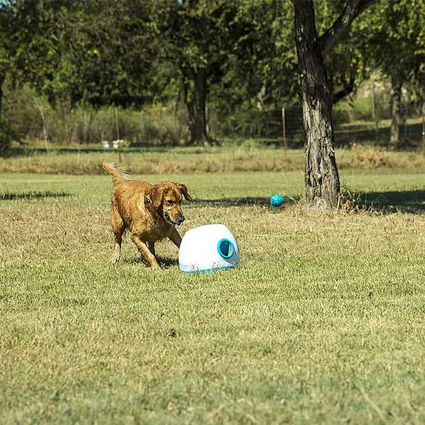 iFetch Lanzador de bolas interactivo para perros, lanza pelotas de tenis  estándar, grande