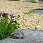 Ponla en el jardín