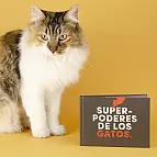 ¿Por qué nos flipan los gatos? 