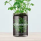 Huertos de cocina para cultivar cilantro