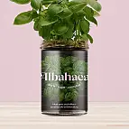 Huertos de cocina para cultivar albahaca