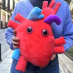 Peluche con forma de corazón anatómico 