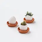 Eggling, kit de cultivo de plantitas en un huevo