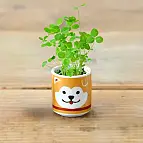 Lucky plant, cultiva tréboles de buena suerte