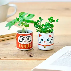 Lucky Plant, mini maceta con albahaca dulce muñeco Daruma