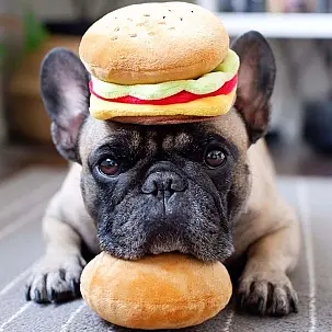 Juguete para perro. Colección comida