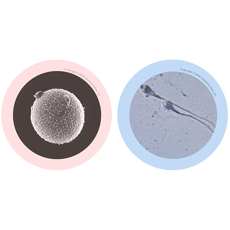 Detalle microscópico de un óvulo (izda) y un espermatozoide (dcha)