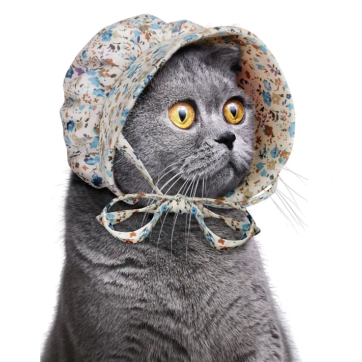 Un gorro para gatos modestos y piadosos