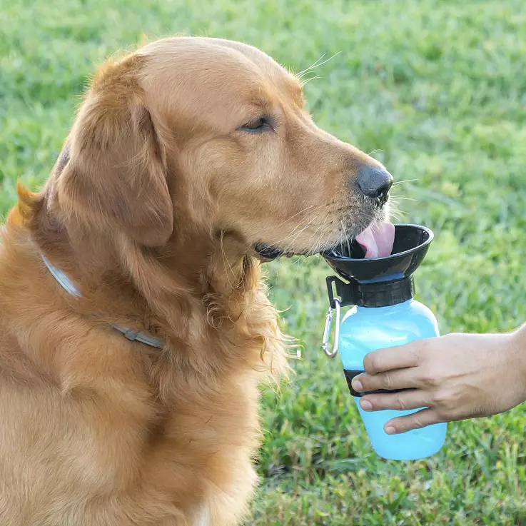 Un bebedero portátil para perros muy funcional