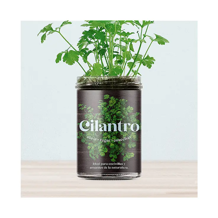 Huertos de cocina para cultivar cilantro