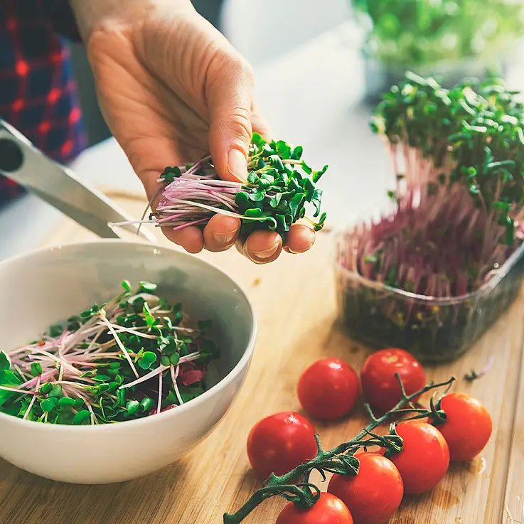 Cultiva y disfruta de los brotes en tus platos favoritos